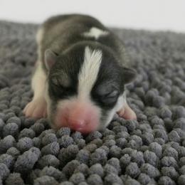 Jagger - Agouti and white male Siberian Husky puppy in Jacksonville, North Carolina from Seabound Siberians