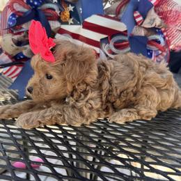 Bristol - Red female Maltipoo puppy in Berea, Kentucky from Blair’s Furry Friends