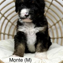 Monte - Tri-color male Bernedoodle puppy in Sterling, Colorado from North 40 Doodles