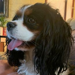 Rigby - Cavalier King Charles Spaniel