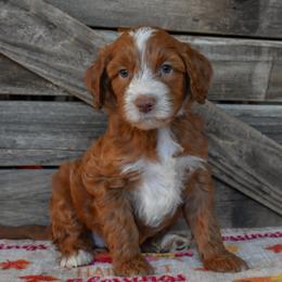 Female 6 - Teal Collar - Red female Irish Doodle puppy in Macedon, New York from Toodles Goldendoodles