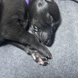 Black velvet - Black female Greyhound puppy in Cedar Glen, California from Hook Creek Farms