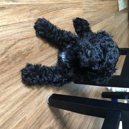 Portuguese Water Dog Puppies from Maritimo Portuguese Water Dogs