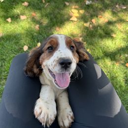 Chief - Liver white and tan male English Springer Spaniel puppy in Coeur D'alene, Idaho from Springer Hollow