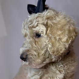 Black Collar Girl - Cream Goldendoodle puppy in Richmond, Virginia from Kessi Doodles