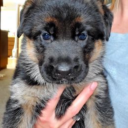German Shepherd Puppies from Schusterheim Shepherds
