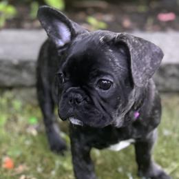 French Bulldog Puppies from Camarra King