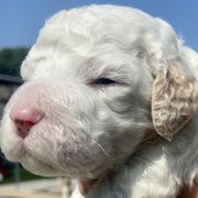 Washington - Irish Doodle puppy in Dfw, Texas from Fife Doods