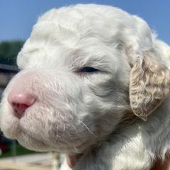 Washington - Irish Doodle puppy in Dfw, Texas from Fife Doods