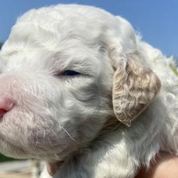 Washington - Irish Doodle puppy in Dfw, Texas from Fife Doods