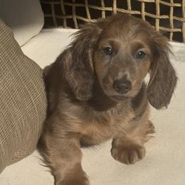 Beau - Blue and tan male Dachshund puppy in Bentonville, Arkansas from Boujee Buns Dachshunds