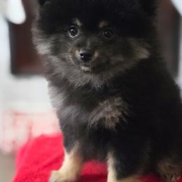 Pomeranian Puppies from Robbins Poms