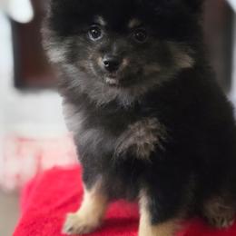 Pomeranian Puppies from Robbins Poms