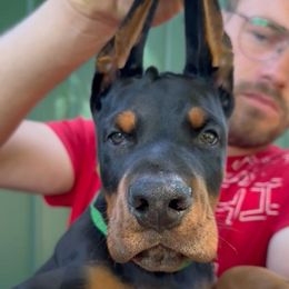 Boy 1 - Black and rust male Doberman Pinscher puppy in Stow, Ohio from Imperium Dobermann Kennel