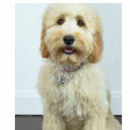 Riley - Labradoodle