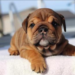 Sundae - Fawn female Bulldog puppy in Warsaw, New York from Hillview Kennels