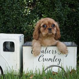 Mickey - Ruby male Cavalier King Charles Spaniel puppy in Lula, Georgia from Cavaliers by Crumley