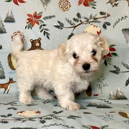 Coton de Tulear Puppies from Cooks’ Cotonpoos