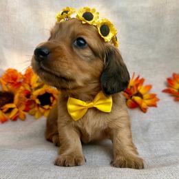 Denali - Red female Dachshund puppy in Michigan from Hidden Haven Dachshunds