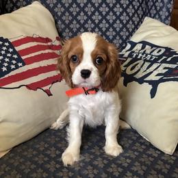 Cavalier King Charles Spaniel Puppies from CAVALMAGNE