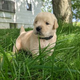 Girl 3 - Golden Golden Retriever puppy in Indiana County, Pennsylvania from Liberty's Legacy Goldens