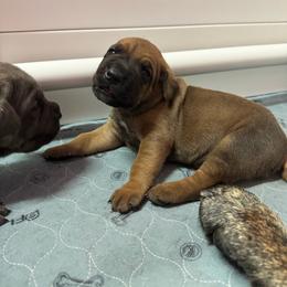 Diesel - Red male Cane Corso puppy in Pollock Pines, California from Capitol City Cane Corso