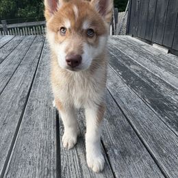 Cutter - Sable and white male Siberian Husky puppy in York, Maine from Maine Coast Huskies