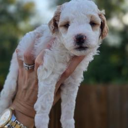 Sam - Parti male Goldendoodle puppy in Leander, Texas from Doodle Doula