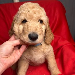 Blue - Goldendoodle puppy from Mount Doodles