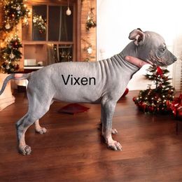 Vixen - Black American Hairless Terrier puppy in Cleveland, Texas from Poise Aussies & American Hairless Terriers