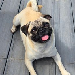 Roxy - Pug