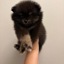 Star - Black female Pomeranian puppy in Texas from Tiny Tornado Poms