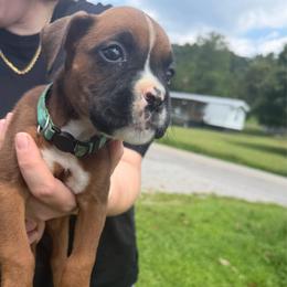 Sweetie - Fawn female Boxer puppy in Louisville, Kentucky from Nelson’s Fancy Frenchies and Bulldogs
