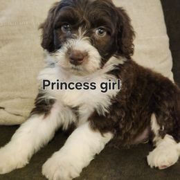 Princess - Brown and white female Portuguese Water Dog puppy in Narvon, Pennsylvania from Prized Family Porties
