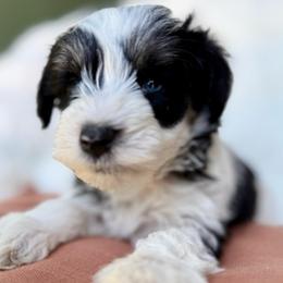 Astrid - Parti female Miniature Schnauzer puppy in La Mirada, California from SchnauzersRus