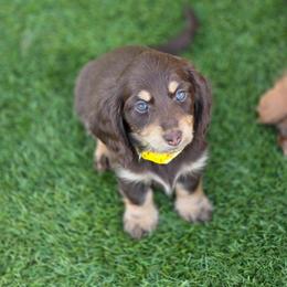 Syringa - Black and tan female Dachshund puppy in Lewiston, Idaho from Farmhouse Dachshunds