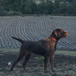 Pudelpointers from Shiloh Hills Pudelpointers