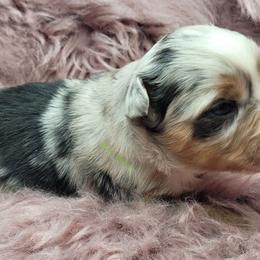 Callum - Blue merle male Miniature Australian Shepherd puppy in Deer Park, Washington from Rodeo Aussies