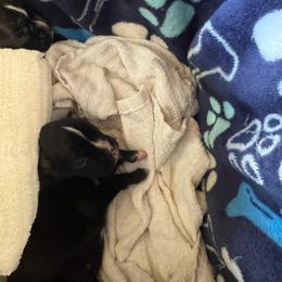 Yellow Lily - Brindle female Boxer puppy in Searcy, Arkansas from St. John’s Boxer Butts