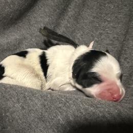 Black - Parti male Miniature Schnauzer puppy in Tacoma, Washington from AKC Nordwest Schnauzers