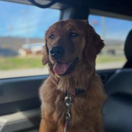 Mali - Golden Retriever