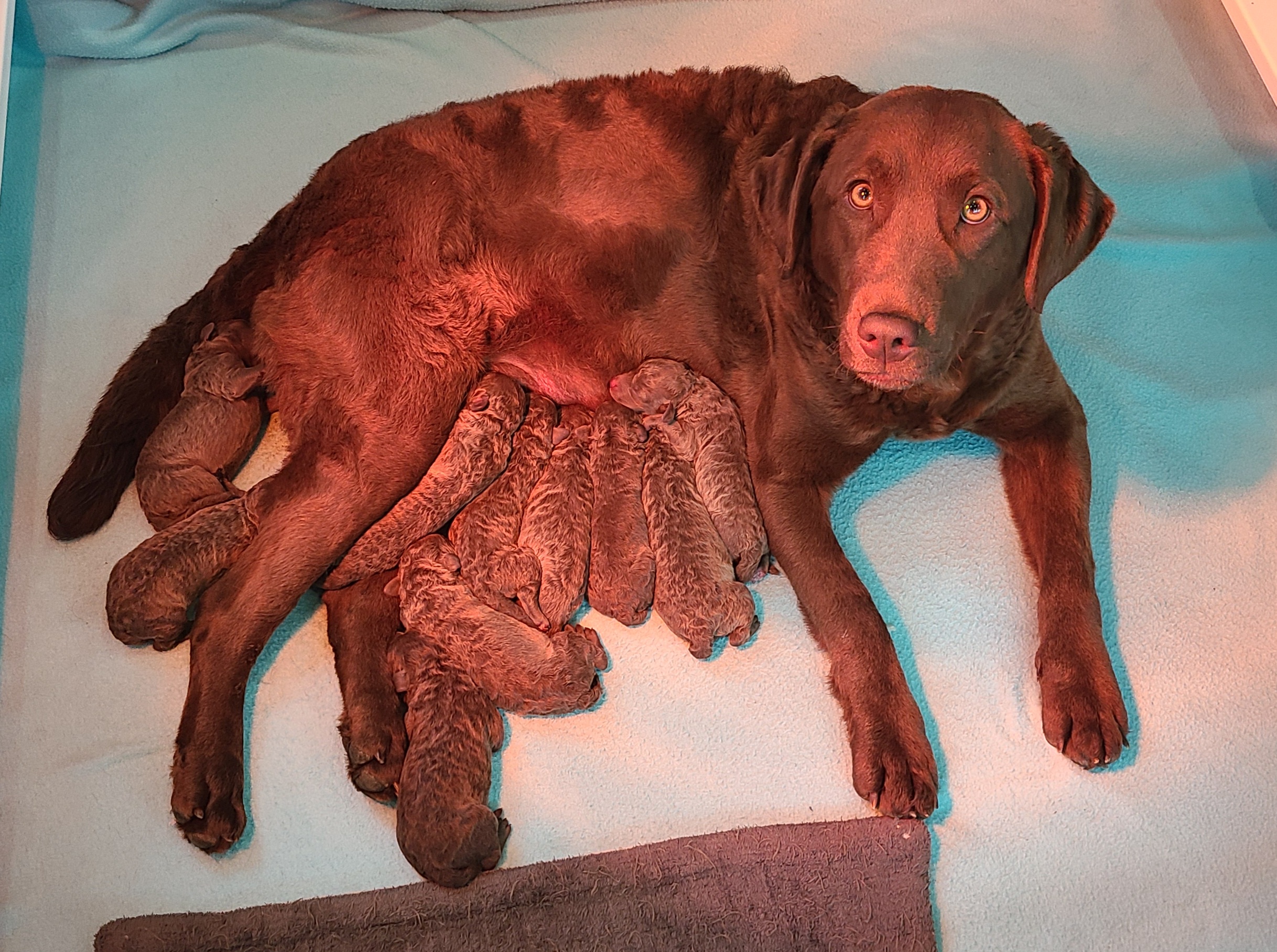 Tasha - Chesapeake Bay Retriever