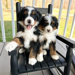 Bernedoodle and Cavapoochon Puppies from This is Doodles