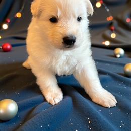 Blue collar    ( TJ Max) - White male Berger Blanc Suisse puppy in Rice Lake, Wisconsin from Windswept White Swiss Shepherds