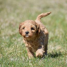 Kaye - Red female Cavapoo puppy in Narvon, Pennsylvania from Stoltzfus Family Puppies (license number 18844)