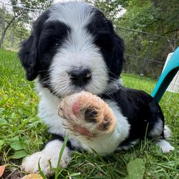 Duke - Black and white male Aussiedoodle puppy in Churchville, New York from Bluebird Family Farm