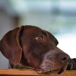 German Shorthaired Pointer All Grown Up from Windward German Shorthaired Pointers