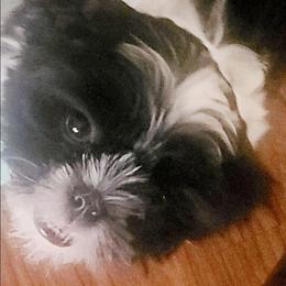 Boy 1 - Black and white male Shih Tzu puppy in Belleville, Michigan from Patricia's Heavenly Earth Angels