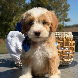 Liam - Red  male Goldendoodle puppy in Estesburg, Kentucky from Wet Goldendoodle Kisses