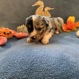 Miniature Australian Shepherd and Toy Australian Shepherd Puppies from Pawesome Lil Aussies